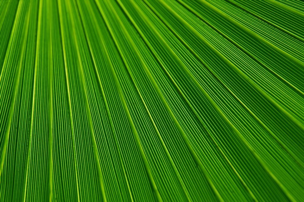hoja verde de planta tropical